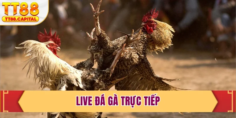 Live đá gà trực tiếp